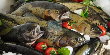 Frische ausgenommene Forelle mit Kopf - in Polen gezüchtet / 1,1-1,3 kg